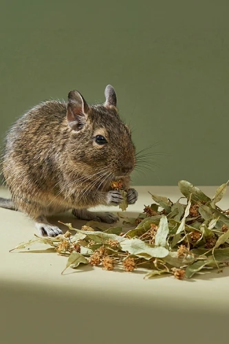 suszone liście lipy dla królików