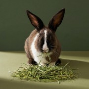 Sianko tymotkowe dla królika 500g zooherbs