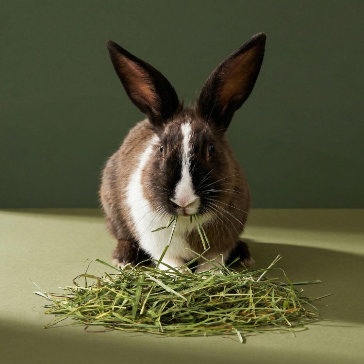 Sianko tymotkowe dla królika 500g zooherbs